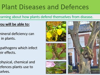 Plant Diseases and Defences Lesson GCSE Biology