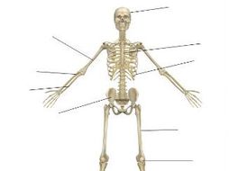 AQA New GCSE PE 9-1. Skeleton Diagram and a list of the bones of the ...