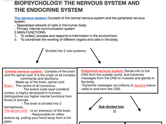 Psychology AQA A level - Biopsychology