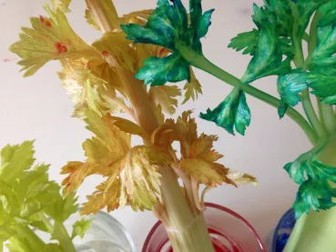 Osmosis in Celery experiment