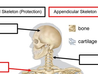 Skeletal System Worksheet