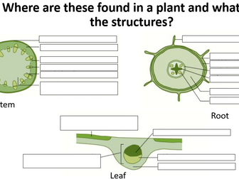 OCR A-level Biology Transport in Plants