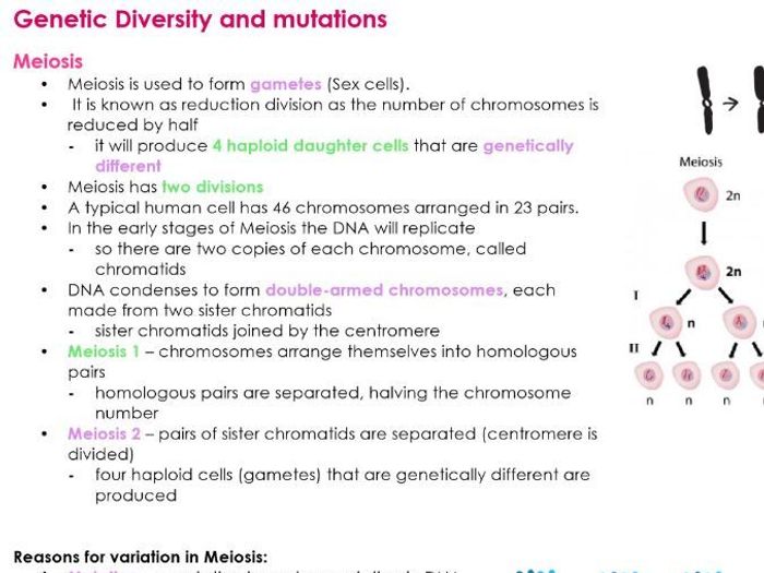 AQA A Level GENETIC DIVERSITY AND MUTATIONS Biology Notes For NEW 7402 ...