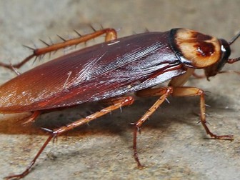 The Cockroach - Essay