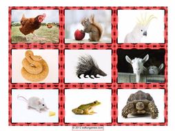 Animal Cards 4 Pages = 36 Cards