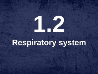 A level Physical Education: Respiratory system