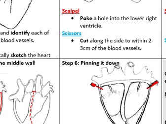 Heart Dissection (the ultimate classroom guide sheet!)