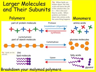Edexcel CB1 SB1 Enzymes and Nutrition Complete Lesson - GCSE Biology/ Combined Science