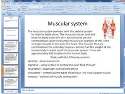 6 major body systems gallery walk note taking and question sheet Intro/review