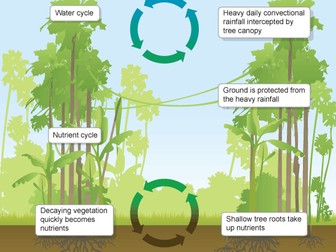 Multi-activity introduction to Tropical Rainforest Ecosystems