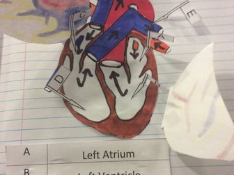 Foldable Dissection of the Heart. Structure of the heart 3D interactive model.