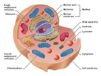 NEW AQA A level Biology Cell organisation, structure and function