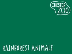 learn at chester zoo rainforest animals powerpoint by learnatcz