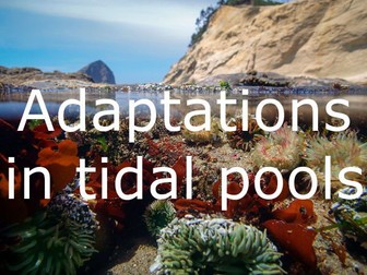Adaptations in tidal pools: KS3 Science