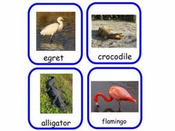 Animal Habitat Sorting Activity