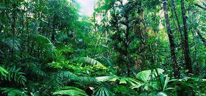 topic 8 forests under threat direct threats to the tropical