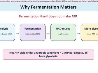 Anaerobic Respiration - Lactate Fermentation and Ethanol Fermentation. AQA A Level Biology