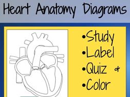 Heart Anatomy Diagrams and Quiz