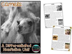 Differentiated Nonfiction Unit: Camels
