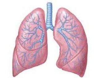 The Respiratory System and Healthy Active Lifestyle