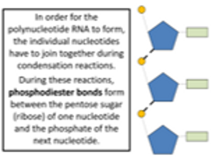 Module 2.3: Nucleotides And Nucleic Acids (OCR A-level Biology A) By ...