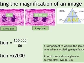 Cells Scheme of learning