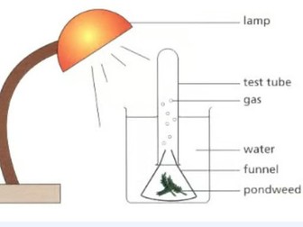 Photosynthesis Revision Year 9