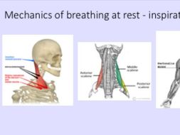 A-Level PE - Respiratory System