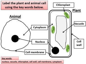 KS3 Biology: Pland and Animal cells