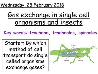 AQA A Level Biology Gas exchange in insects