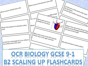 OCR GCSE Biology (9-1) B2 Scaling up flash cards