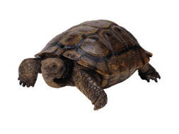 The Tortoise and the Hare (Musical Assembly)