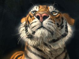 The Tyger William Blake Teaching Resources