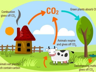 The Carbon Cycle (OFSTED Lesson Observation)