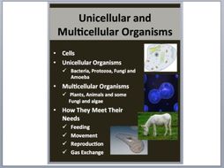 Unicellular and Multicellular Organisms - PowerPoint Lesson