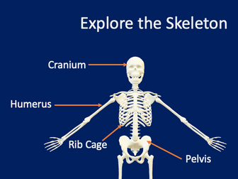 KS3 Skeleton