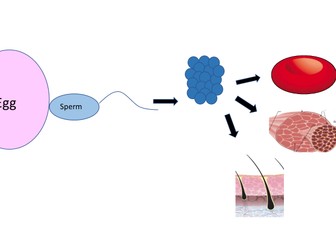 AQA GCSE Combined Science - Cell Differentiation