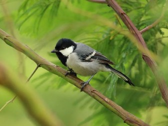 Observational Tonal Drawing of a Bird