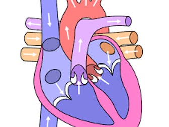 OCR GCSE PE (1-9) 1.4 CV & Respiratory Systems (Applied Anatomy & Physiology)