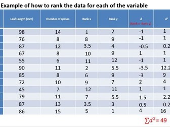 Spearman's rank Correlation Coefficient - Holly Leaves