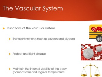 Vascular System Lesson - A-Level