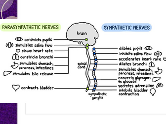 WHOLE TOPIC BIOPSYCHOLOGY AQA PAPER 2