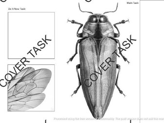Insect - Natural Forms - Art Cover