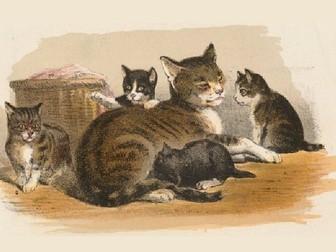 Homeless by Laurie Halse Anderson