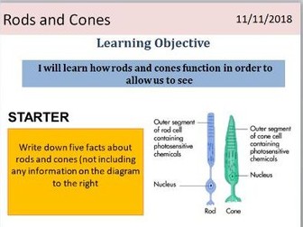 B14.4 Receptors : Rods and cones