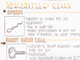 biology summaries