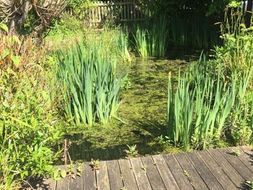 Pondering a pond - information and guidelines for ponds in schools, including lesson plans