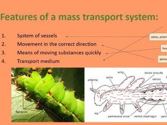 AS Biology (international) Unit 1 Circulation