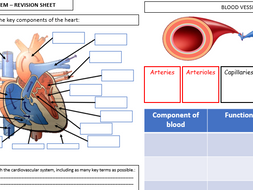 Cardiovascular system revision sheet - BTEC National Sport Unit 1 ...