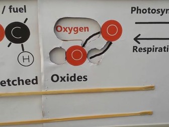 Model for photosynthesis and respiration